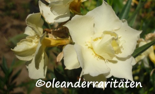 Piante oleandro varie - oleandro,