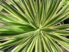 YUCCA GLORIOSA VARIEGATA FOTO REALI VASO 22CM PIANTA GRASSA 