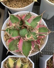 Raresucculent plant agave - plant,