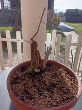 PRE BONSAI BIANCOSPINO 