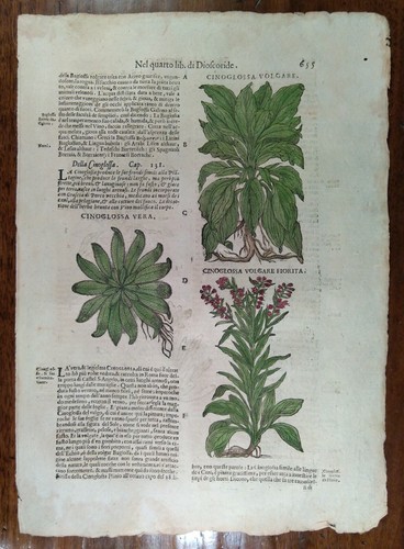 Stampa antica erbario mattioli - stampa,