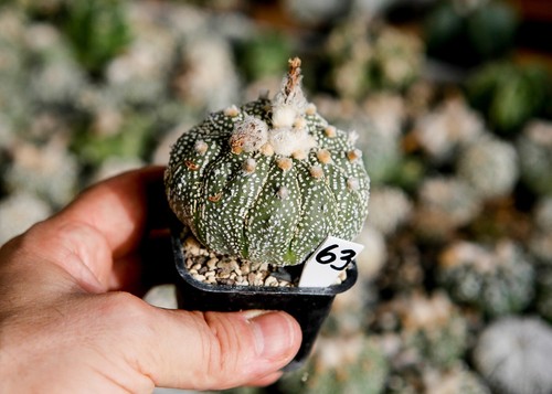 Astrophytum superkabuto - ,