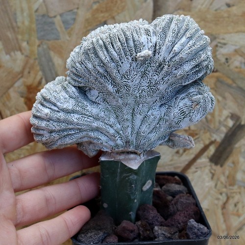 Astrophytum myriostigma onzuka
