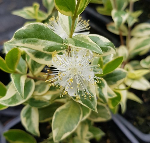 Myrtus communis variegata - myrtus,