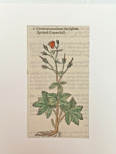 Gerard erbario mattioli - erbario,
