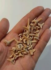 Lotto 40 Denti di SQUALO Otodus Obliquus e altri - Marocco - Fossili (F12)