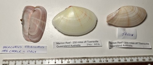 Worldwide bivalve collection - bivalve,