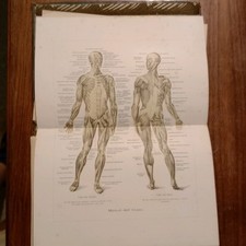 Litografie mediche Lotto Medicina Corpo Umano 22 litografie XIX secolo 