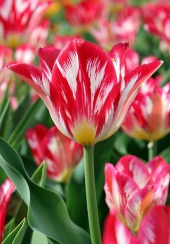 Tulipano importato olanda - tulipano,