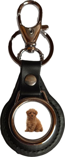 Toy poodle dog pet family - dog,