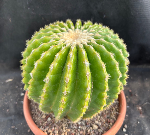 Echinocactus grusonii - echinocactus,