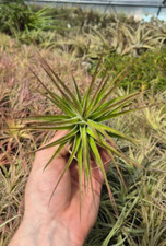 Tillandsia Filifolia Massive