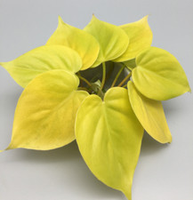 Philodendron micans talee - micans,