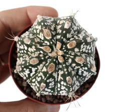 Astrophytum cv ONZUKA x SUPERKABUTO x CAPRICORNE BC3