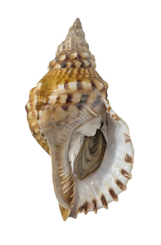 Conchiglia shell charonia - conchiglia,