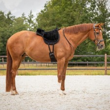 Qhp super soft bareback pad - qhp,