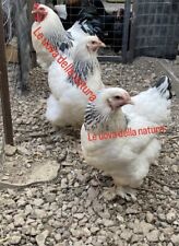 10x Uova Fertili, Uova Feconde Brahma Bianco columbia  ALTA Selezione