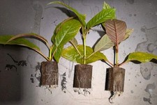 3 x Mitragyna Rosa, Maeng Da