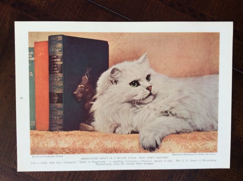 1938 foto rivista - , originale