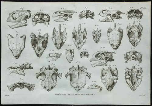 1836 teschi di tartarughe - -,