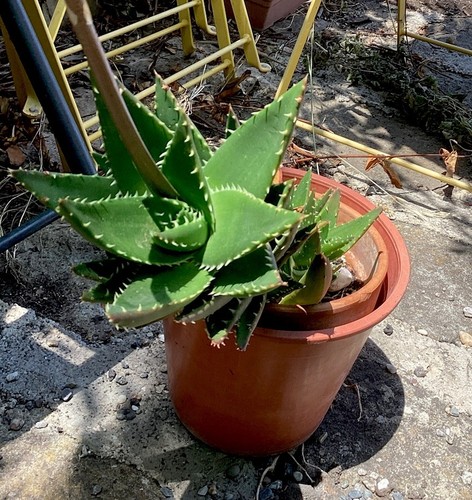 Aloe mitriformis pianta - aloe,