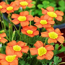 Oxalis bulbi di fiori cipolle