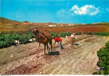Animaux - Camélidés - Islas Canarias - Arando con camello - Labourer avec chamea