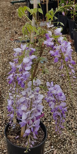 Wisteria floribunda