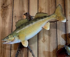 24" Walleye skin mount cabin