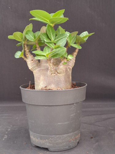 Adenium obesum baobab caudex - obesum,