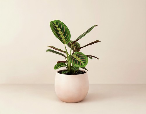 Maranta leuconeura tricolor - maranta,