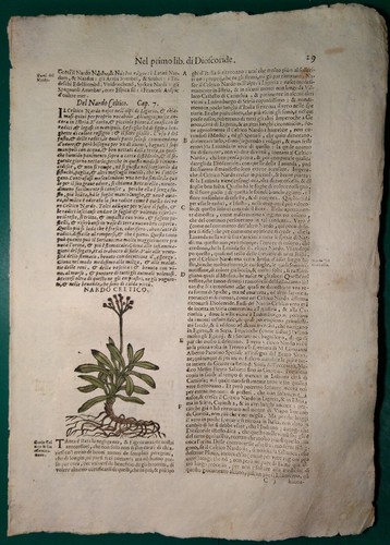 Stampa antica erbario - stampa,