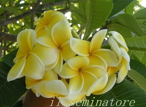 Talea plumeria - 1, talea"di
