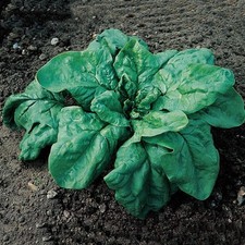 Spinacio Gigante d’Inverno – 30 Semi – Pianta Rustica, Foglia Larga Ondulata Bol