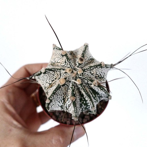 Astrophytum onzuka x - astrophytum, cv