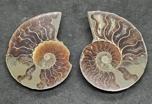 Ammonite fossile tagliata - , a