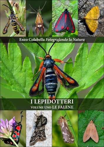 Lepidotteri volume le - -,