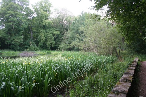 Photo 12x8 flag iris fyvie - photo,