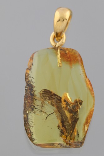 Ciondolo gigante fossile fly - gigante,
