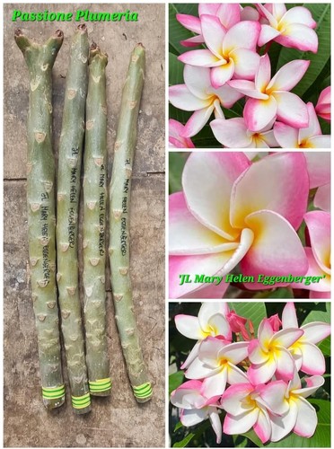 Talea plumeria - talea, (plumeria
