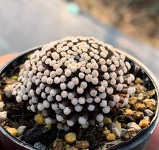 3cm mammillaria luethyi - ,