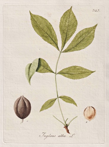 Butternut noce burro albero - butternut,