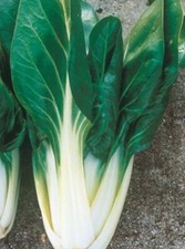 400 SEMI-DI BIETOLA " DA COSTE