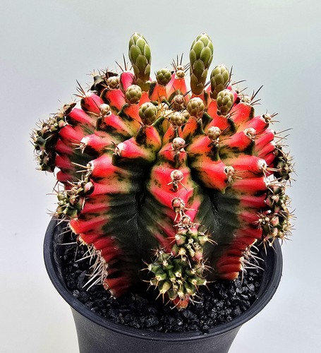 Bellissimo grande cactus