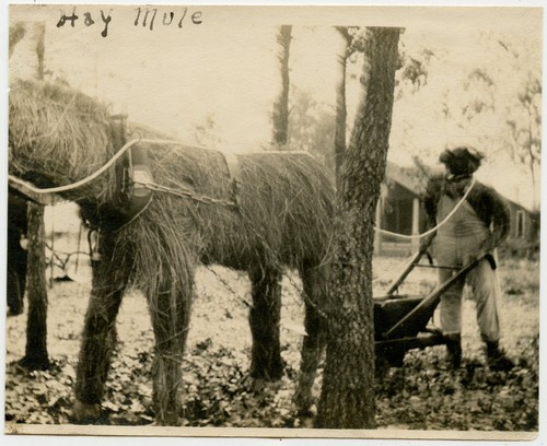 Mulo fieno foto - di, d'epoca
