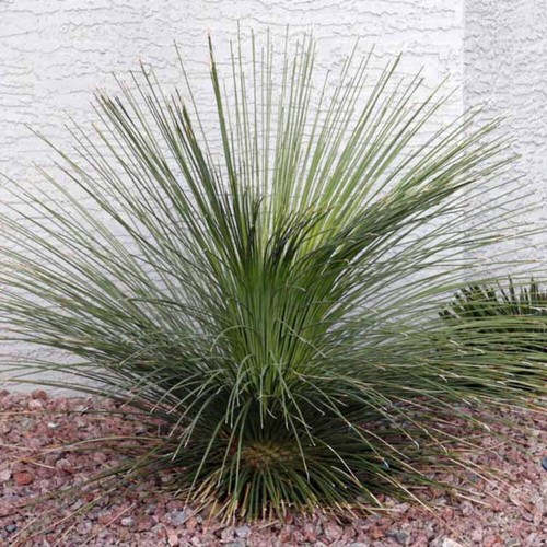 Dasylirion quadrangulatum - ,