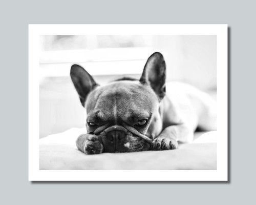Bulldog francese stampa foto - bulldog,