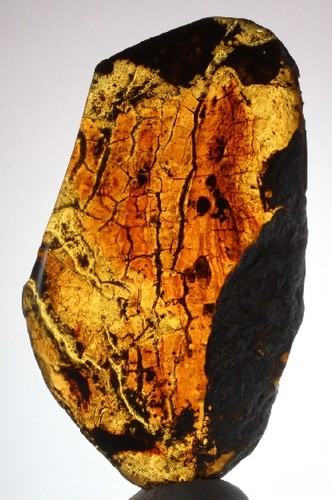 Ambra messicana lucida - ++,