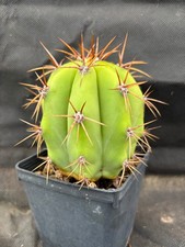 T. VALIDUS CACTUS PIANTE