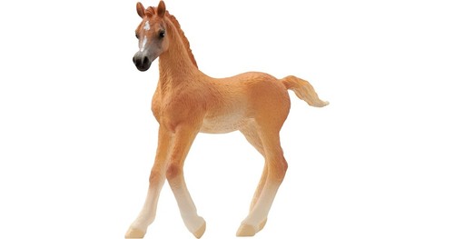 Horse club puledri arabi - horse,